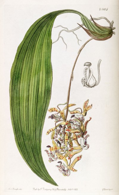 Cirrhaea loddigesii - Miss Drake